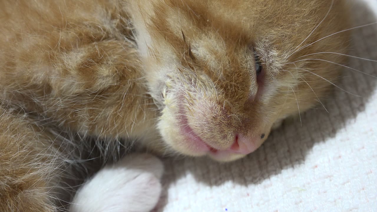 Close-up from Los Cabos, Mexico with the brown cat's muzzle slightly more centered, a closed eye in shadow, white paw below, and no visible people.