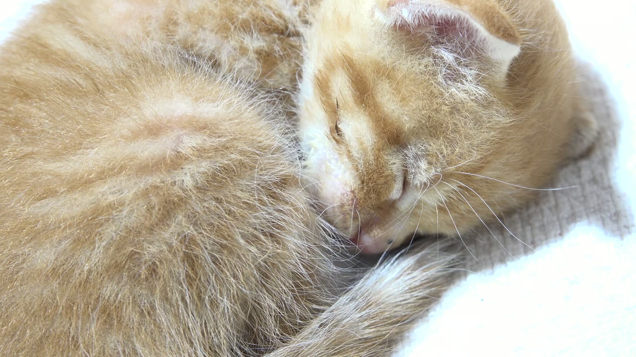 Orange tabby cat curled up asleep on pale fabric