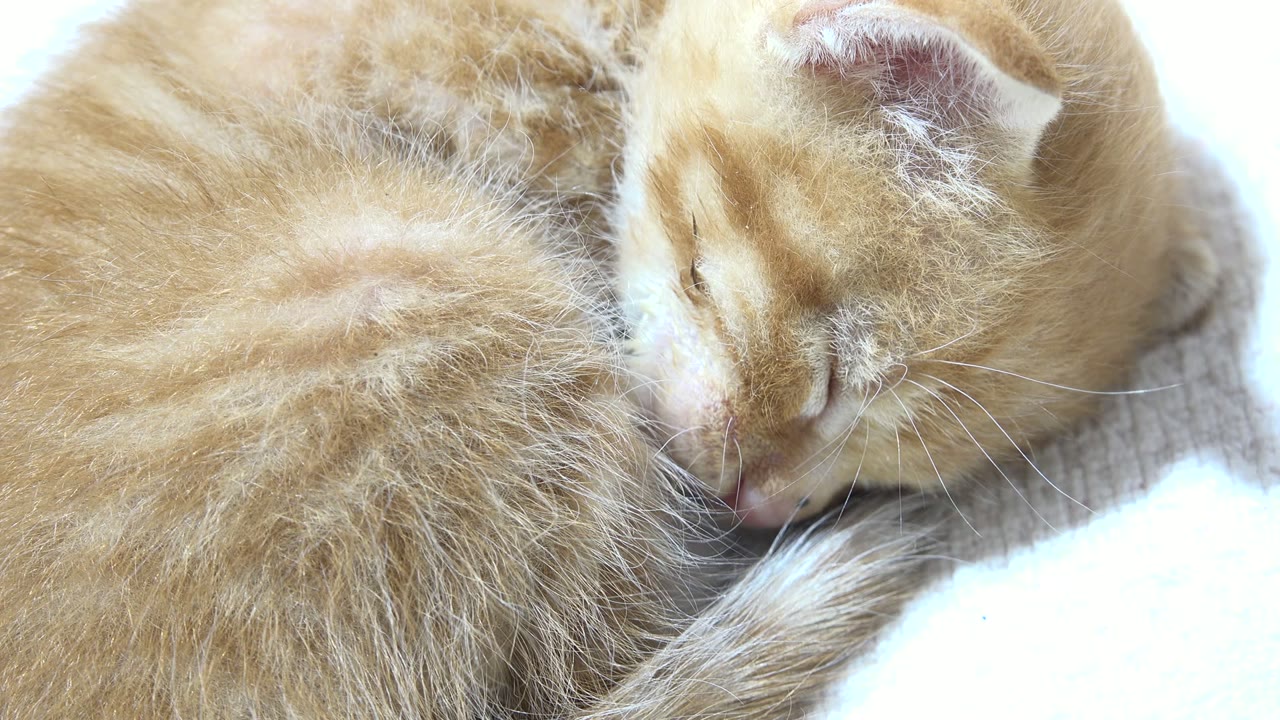At 0:01, the close view holds on the cat's closed eyes, pink nose, whiskers, and ringed tail on pale fabric in Los Cabos, Mexico, with no visible people.
