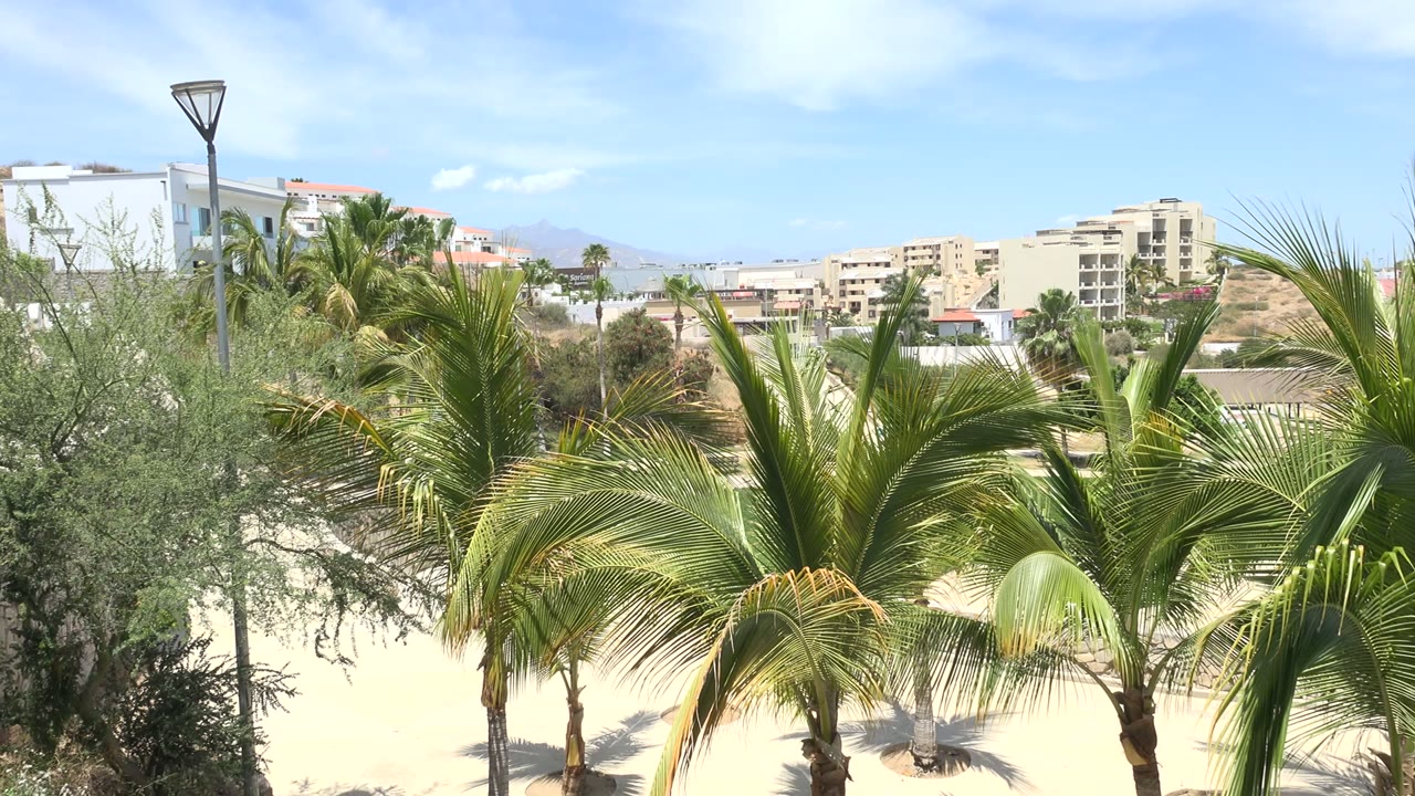 Los Cabos beach view with green palm fronds in the foreground, pale sand, distant buildings, hazy hills, blue sky, and no visible people.