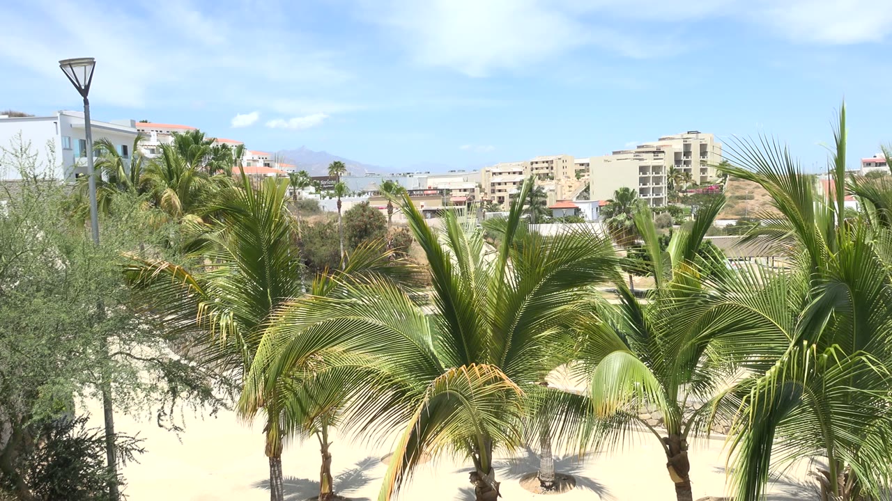 Los Cabos coastal frame with a large palm centered over sand, a lamp post above the greenery, distant low-rise buildings, hills, and no visible people.