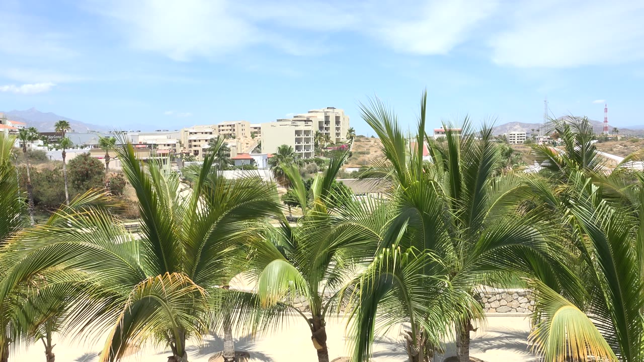 Los Cabos palm fronds fill the foreground with pale buildings, dry hills, and bright blue sky behind them, with no visible people.