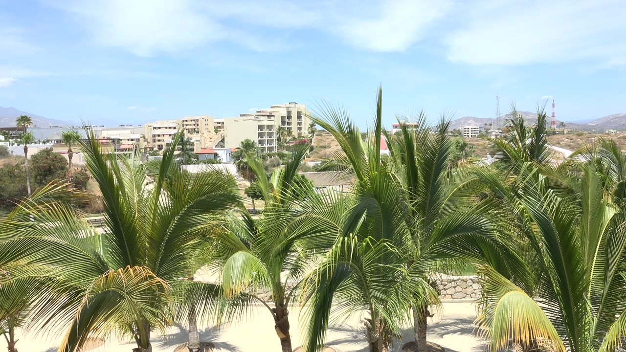 A dense cluster of Los Cabos palm leaves sits across the foreground while low-rise buildings and tan hills remain visible in the bright background, with no visible people.