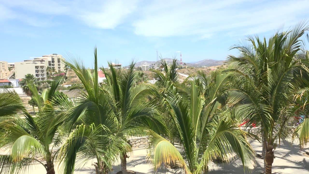 Palm trees over a sunny neighborhood with hills in the distance.