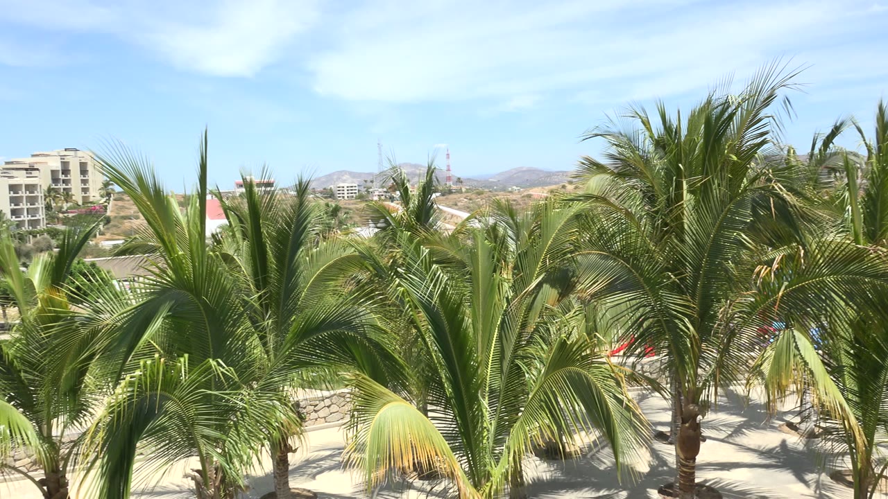 Los Cabos palm fronds dominate the foreground while rooftops, walls, low hills, blue sky, and no visible people remain in the background.