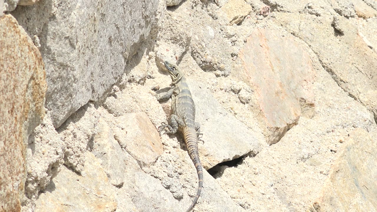 Monitor lizard standing on pale rocks in bright daylight.