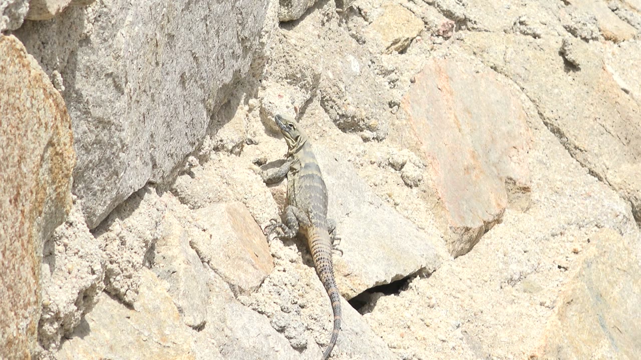 Monitor lizard remains near a dark crevice in the white rock in Los Cabos, Mexico, with its long tail trailing downward and no visible people.