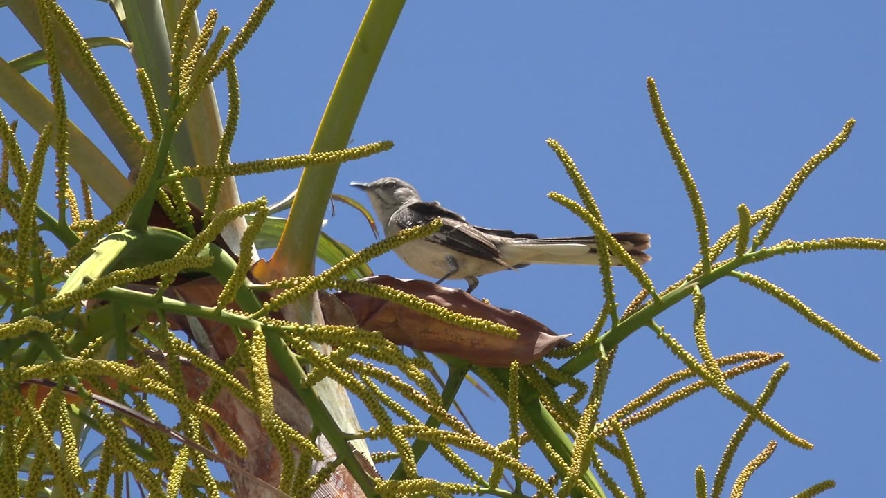 At the start of the Los Cabos, Mexico clip, a small bird perches on a thin palm twig with green stems around it, blue sky behind, and no visible people.