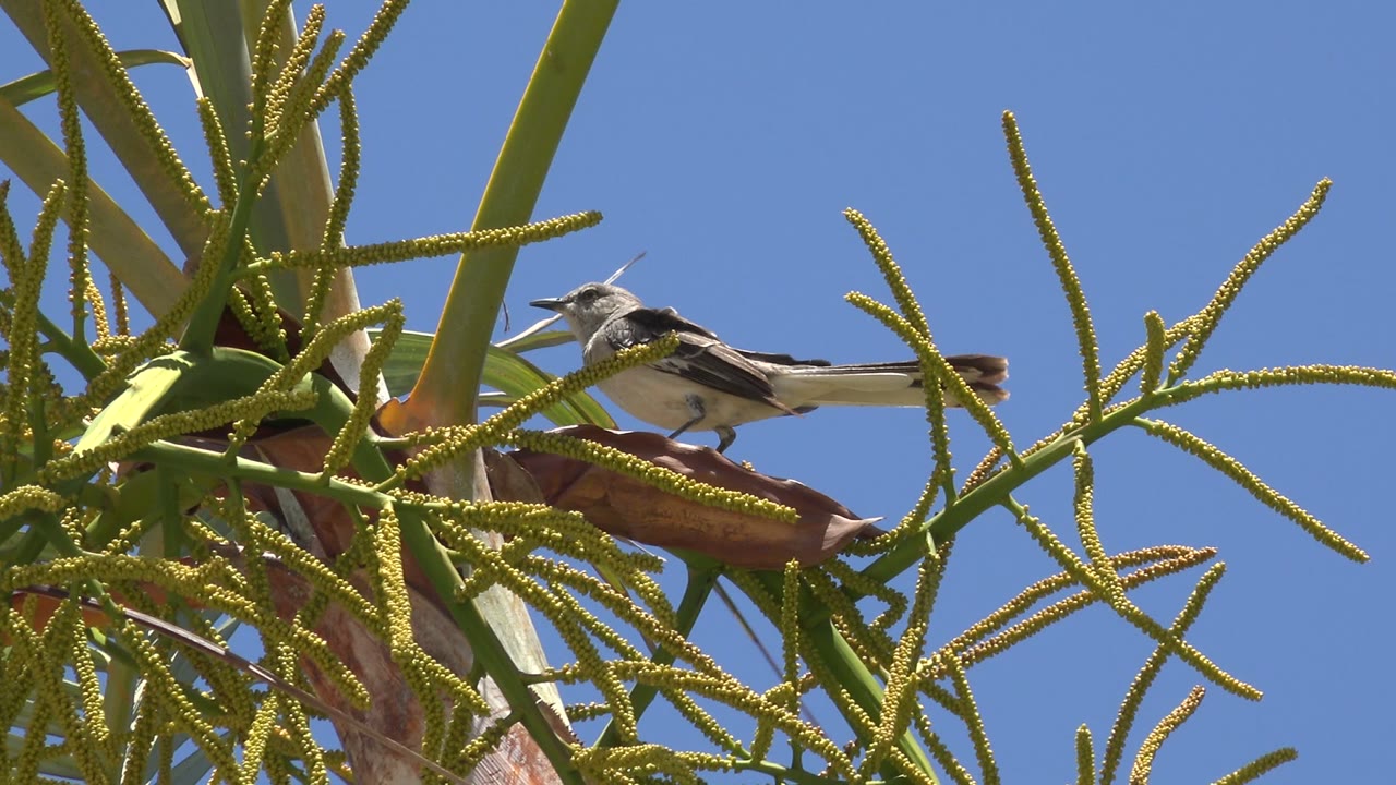 One second in, the bird remains balanced among the palm stems in Los Cabos, Mexico, with its head angled left, bright sky behind it, and no visible people.