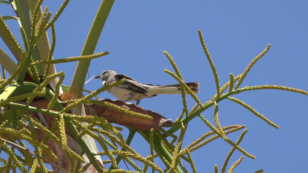 Black and white bird perched in sunlit green treetop against blue sky.