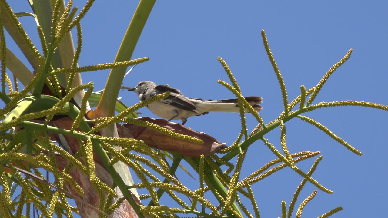 One second into the Los Cabos footage, the small black and white bird remains perched near the upper foliage, framed by green stems and bright blue sky, with no visible people.