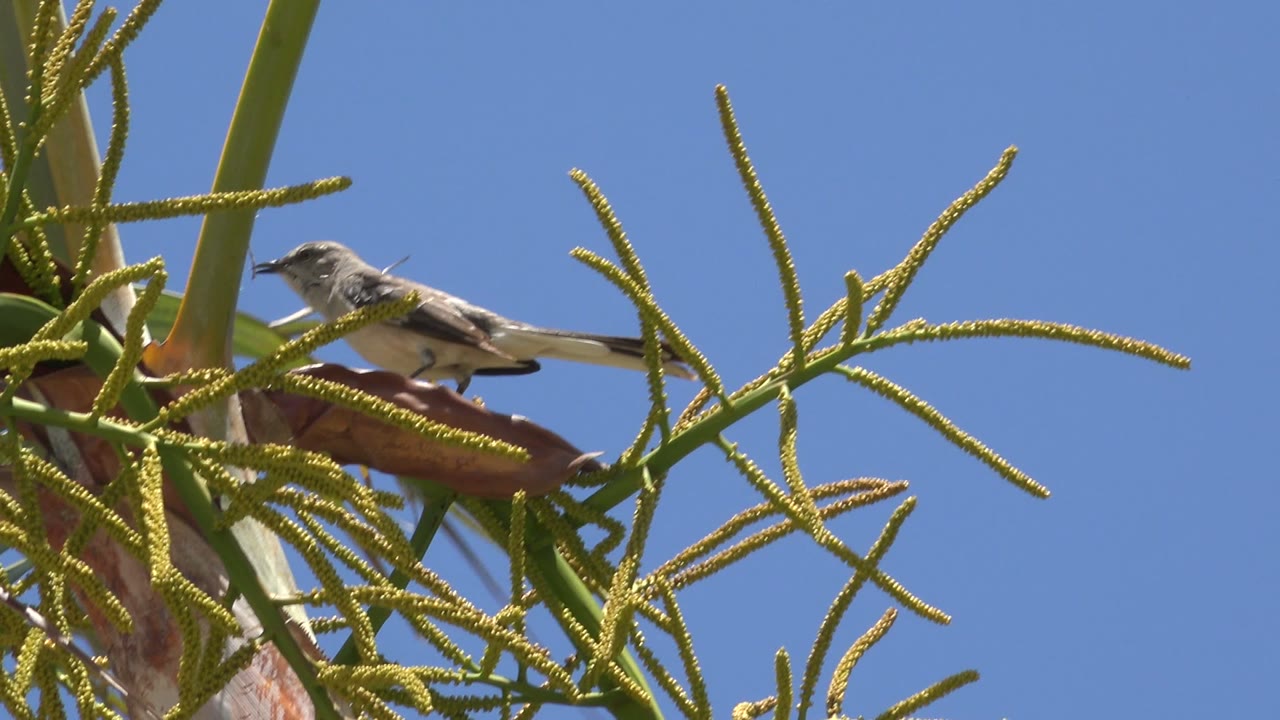 At 0:00, a small gray and white bird perches near the upper left among green branching fronds in Los Cabos, Mexico, with clear blue sky behind it and no visible people.