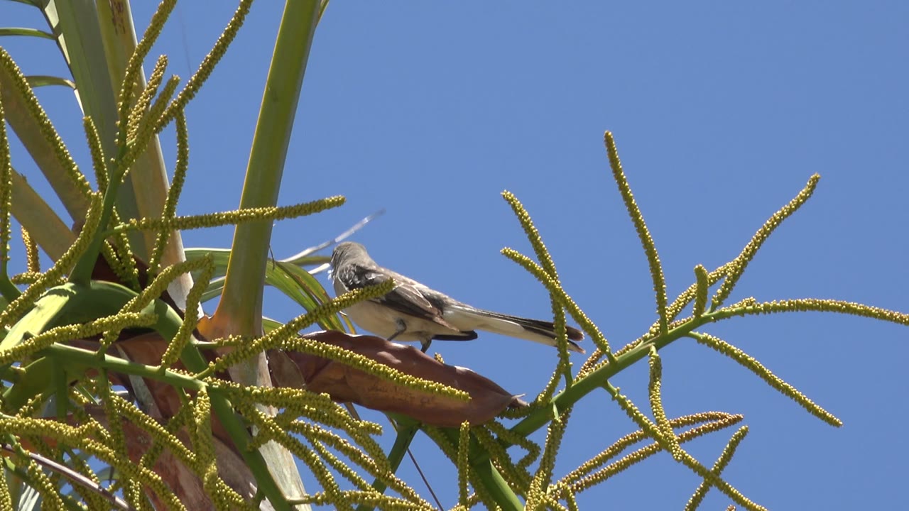 Bird partly hidden by palm-like leaves and seed fronds