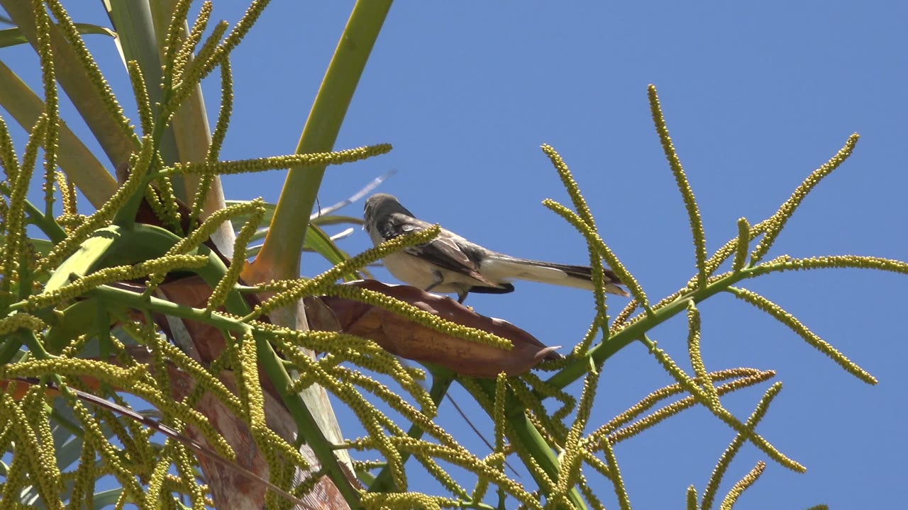 At 0:02, the bird remains perched on a reddish plant base while green fronds cross the frame in Los Cabos, Mexico, under bright daylight with no visible people.