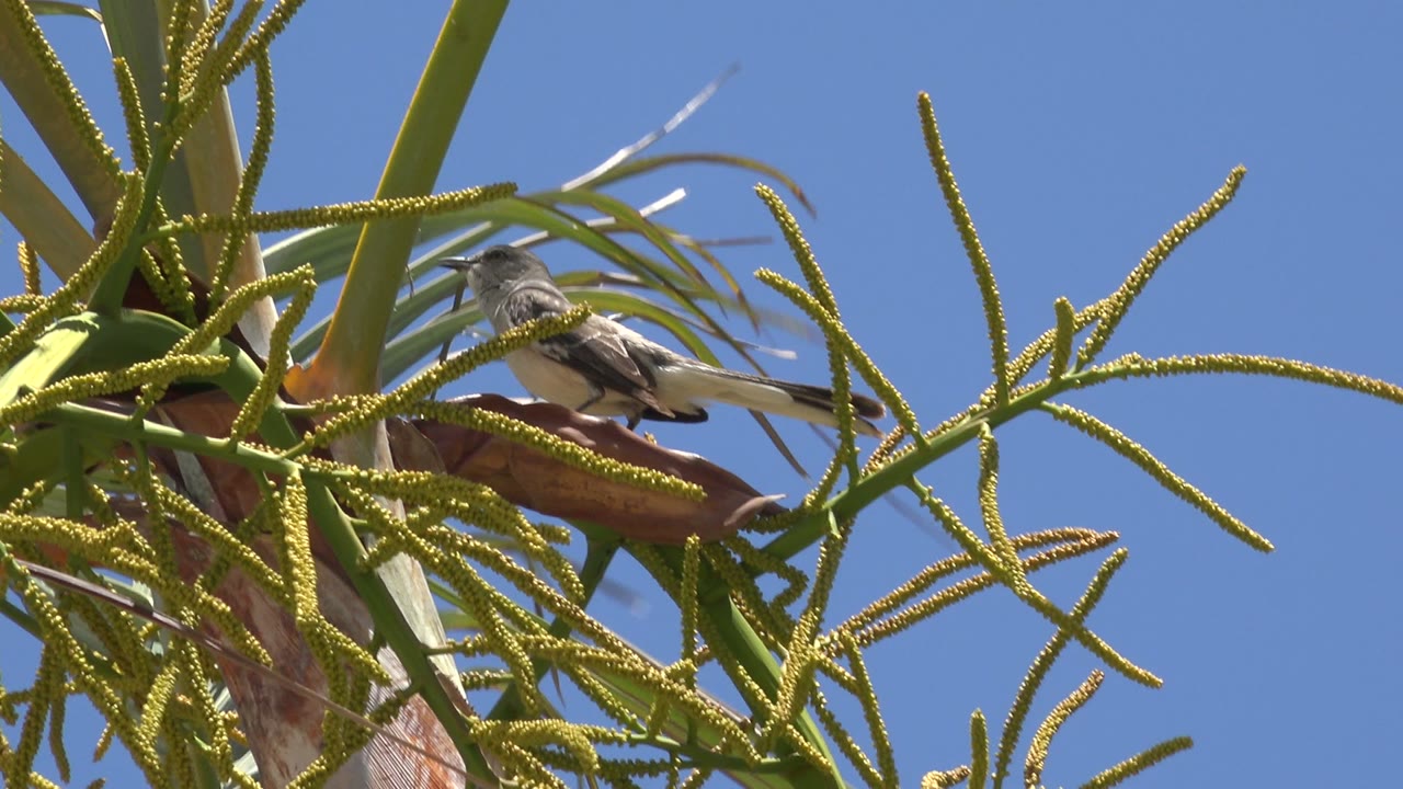 Small gray bird perched near the left side of palm foliage in Los Cabos, Mexico, with green flower spikes and clear blue sky behind it, no visible people.
