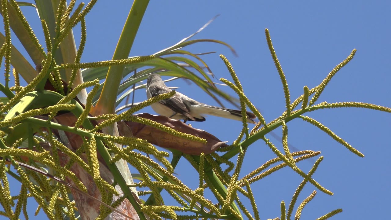 Bird perched higher among green palm stems in Los Cabos, Mexico, with a long tail visible and open blue sky across the right side, no visible people.
