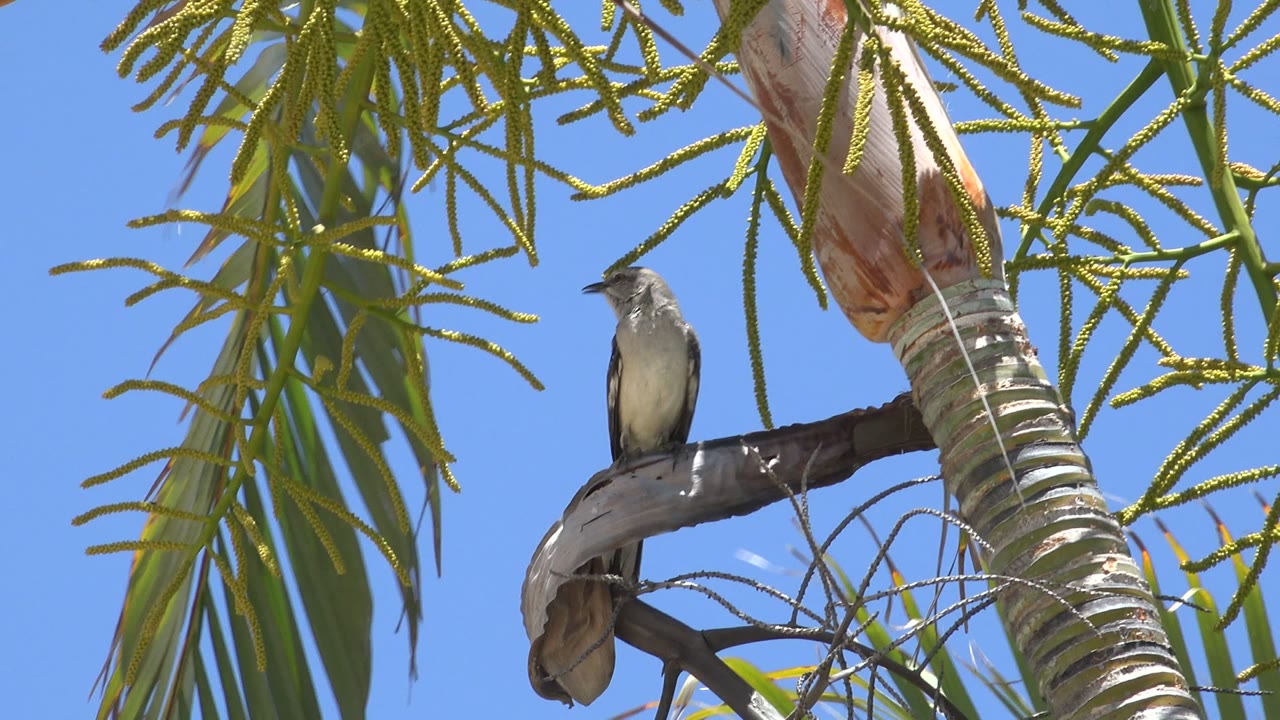 Small bird perched on a branch beneath palm fronds