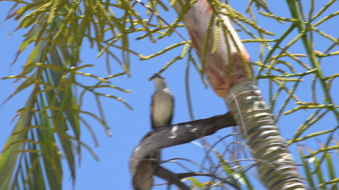 Soft-focused view of the perched bird in a palm tree in Los Cabos, Mexico, with fronds hanging across a clear blue background and no visible people.