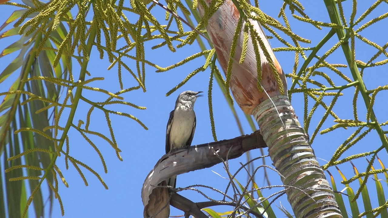 Small bird perched on a palm frond under a blue sky.