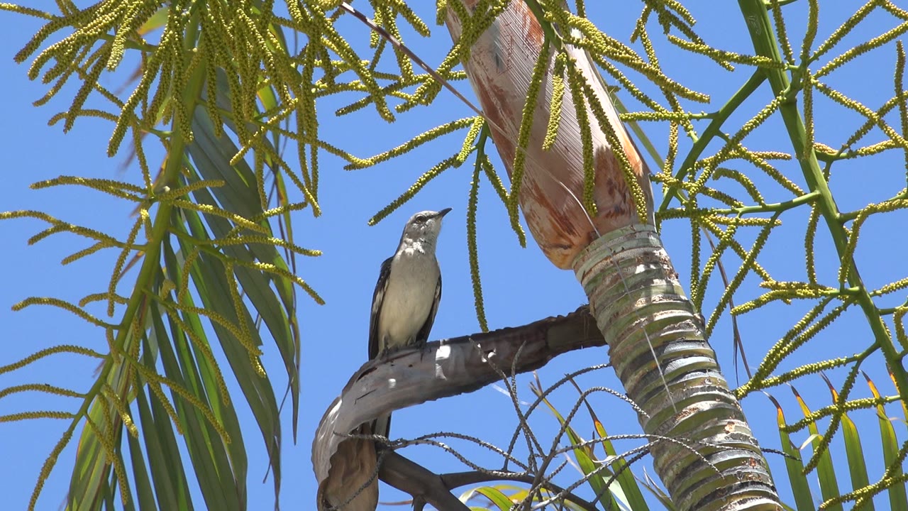 At 0:01, the perched bird faces slightly upward near the striped palm trunk in Los Cabos, Mexico, with dangling green palm growth and no visible people.