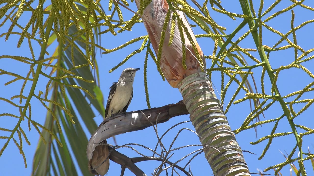 Bird perched on a branch beside a palm trunk under blue sky.