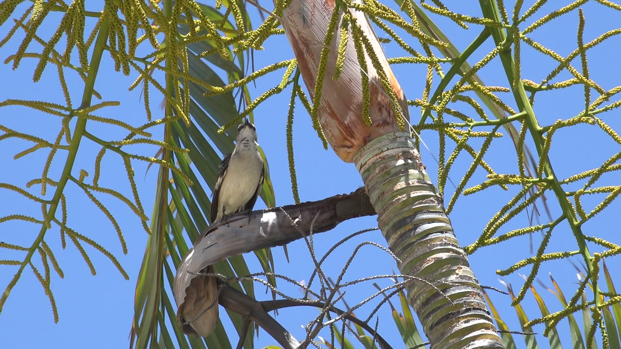 A bird remains perched in the Los Cabos tree canopy, framed by thin green palm stems, a ringed trunk, blue sky, and no visible people.