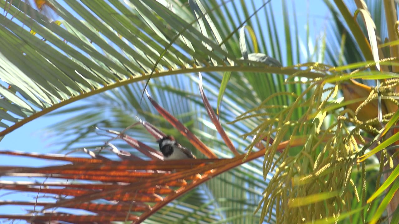 A small black-and-white bird sits under red-brown palm fronds in Los Cabos, Mexico, with green leaves and blue sky behind it and no visible people.