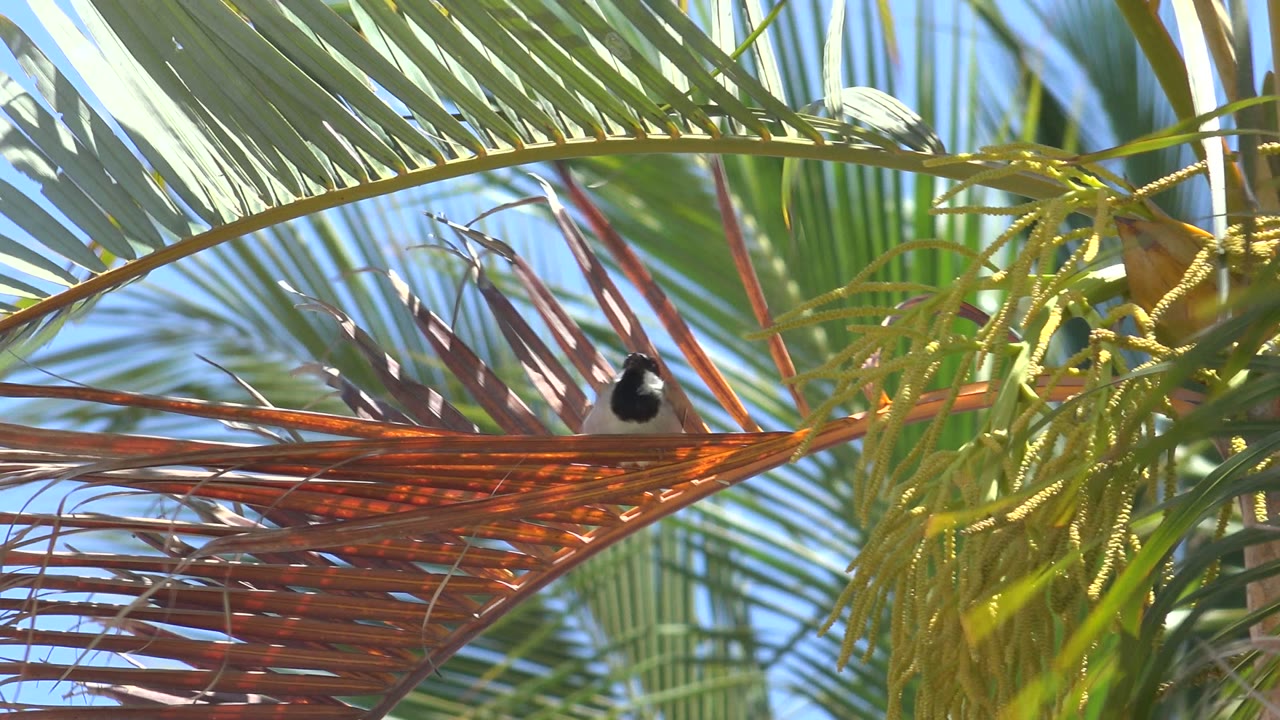 The bird appears near the center of the Los Cabos palm canopy, framed by red-brown leaf ribs, green fronds, yellow flower strands, and open blue sky with no visible people.
