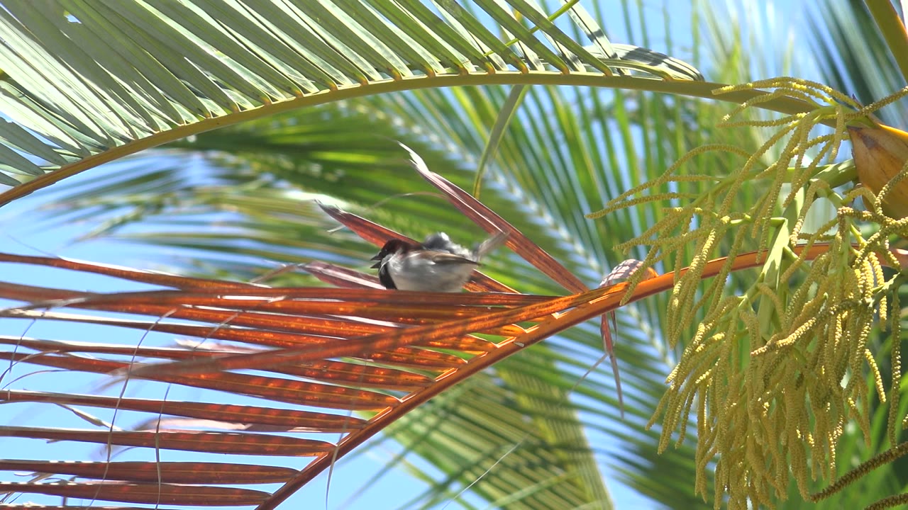 Small black and white bird perched among reddish palm fronds and green leaves