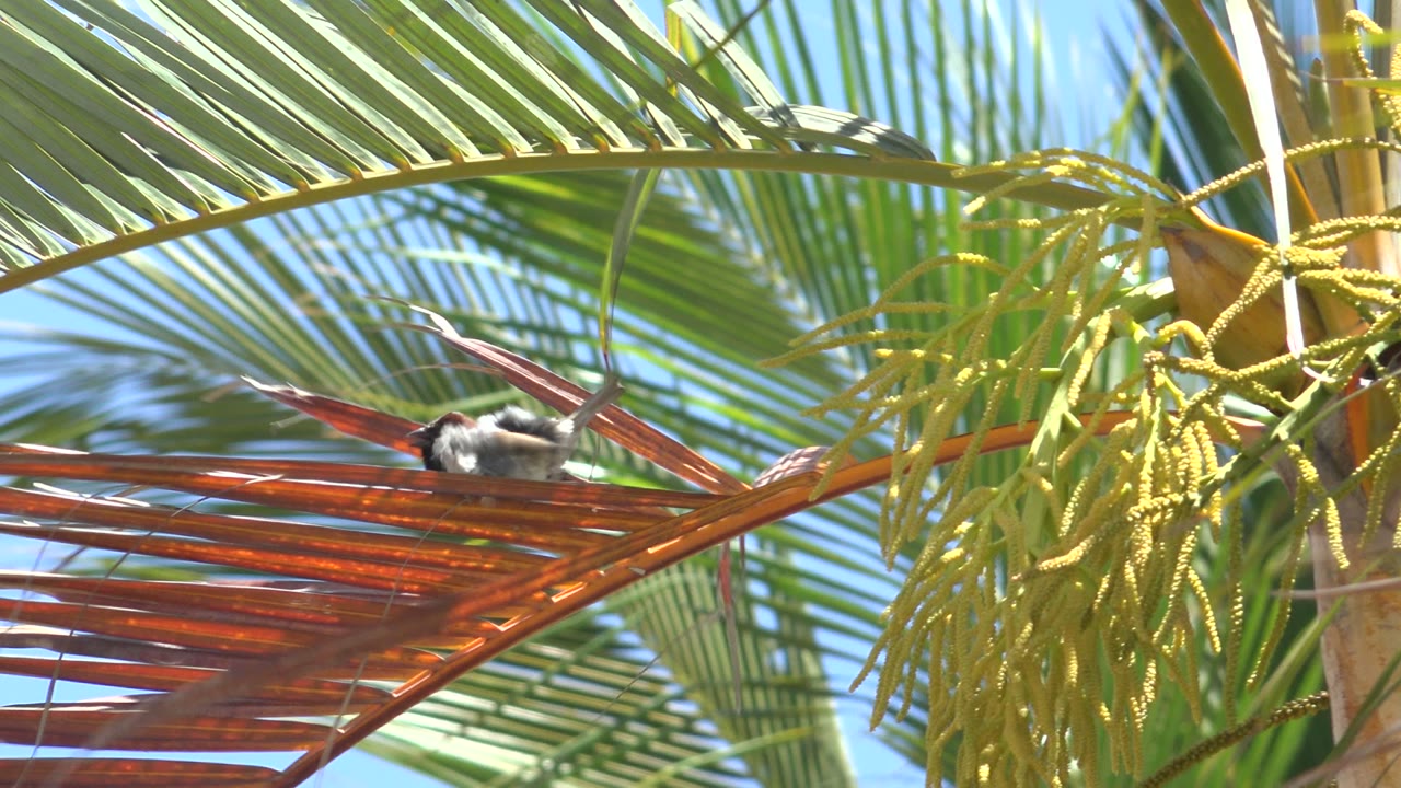 A partly hidden bird rests behind reddish palm fronds in Los Cabos, Mexico, with green fronds arcing overhead and no visible people.
