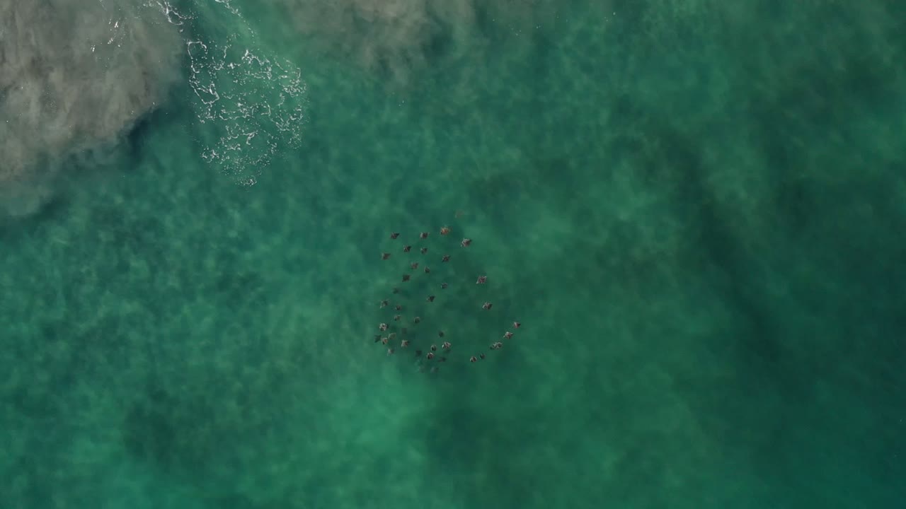 Green ocean water with a small dark fish cluster below the surface.