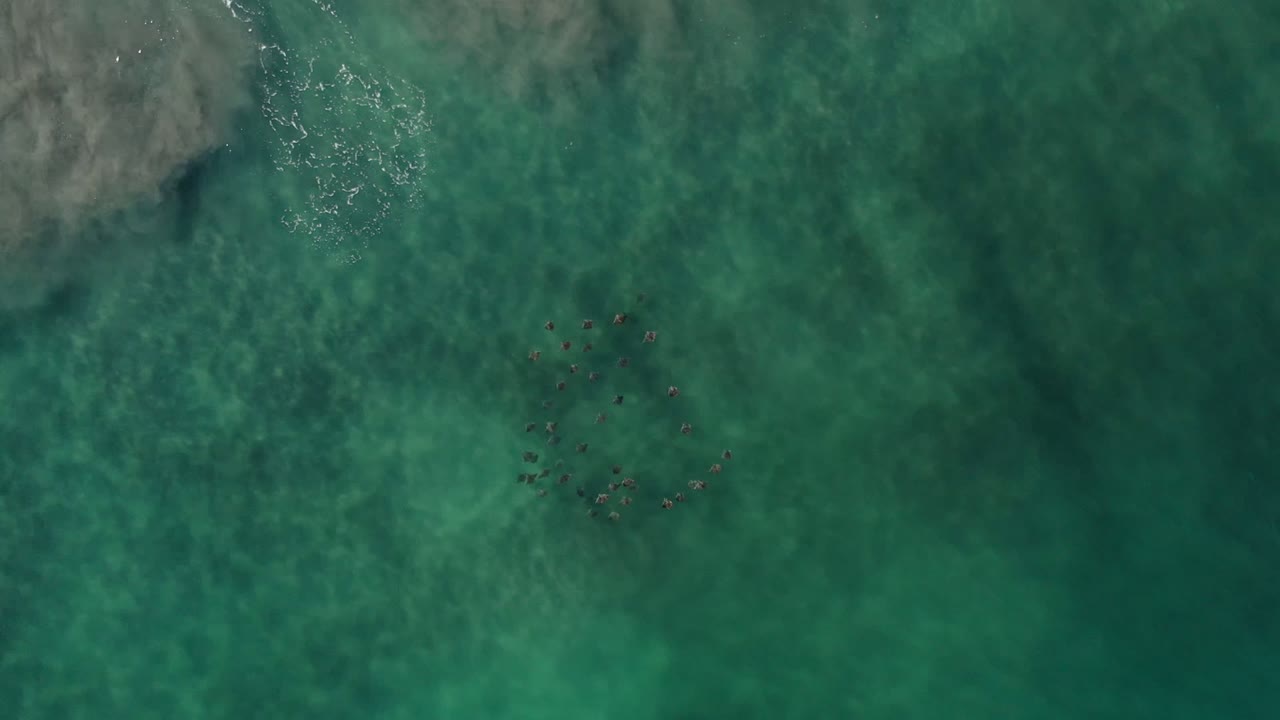 Aerial frame over Los Cabos green water, showing dark fish shapes grouped left of center under pale wave streaks with no visible people.