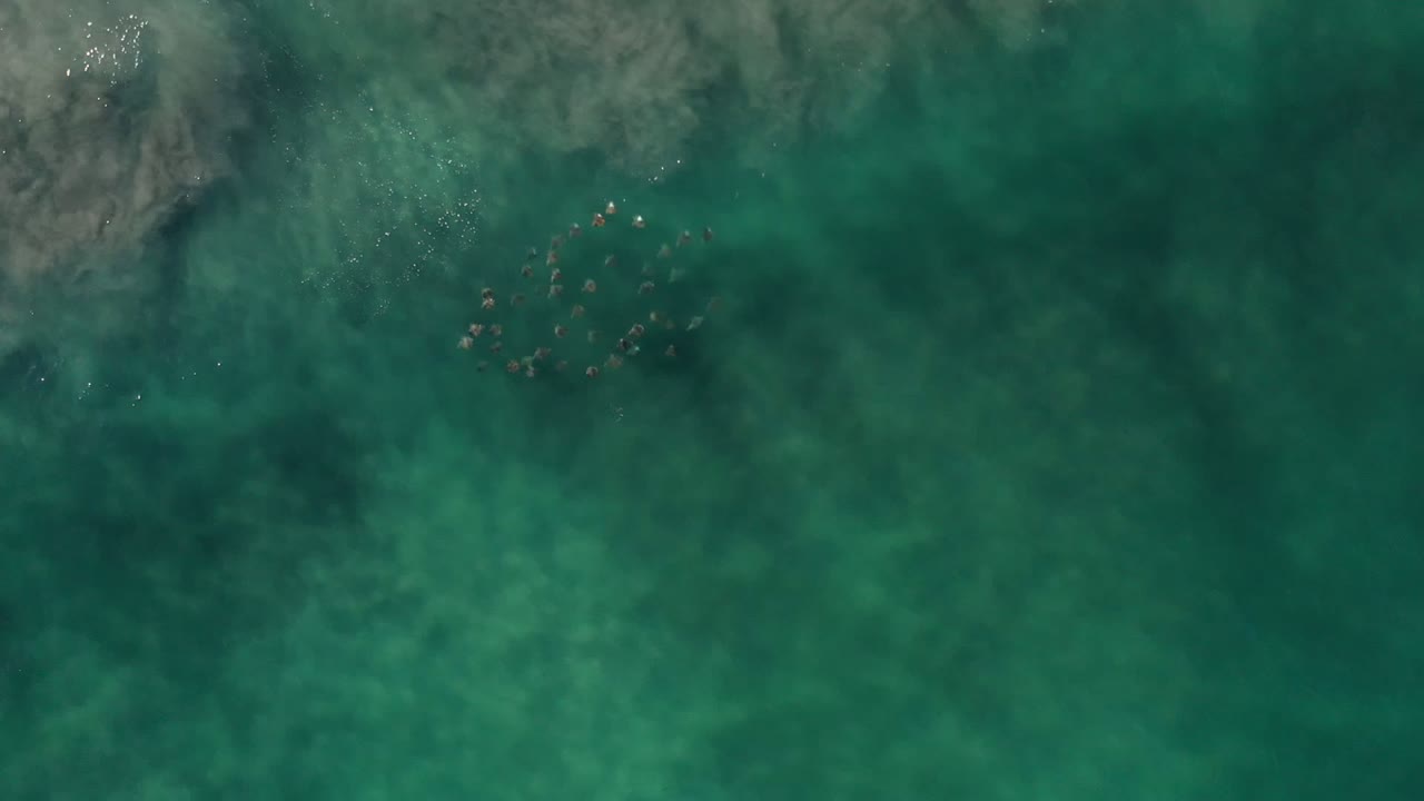 Top-down Los Cabos water view with a loose cluster of small dark underwater shapes against green sea and no visible people.