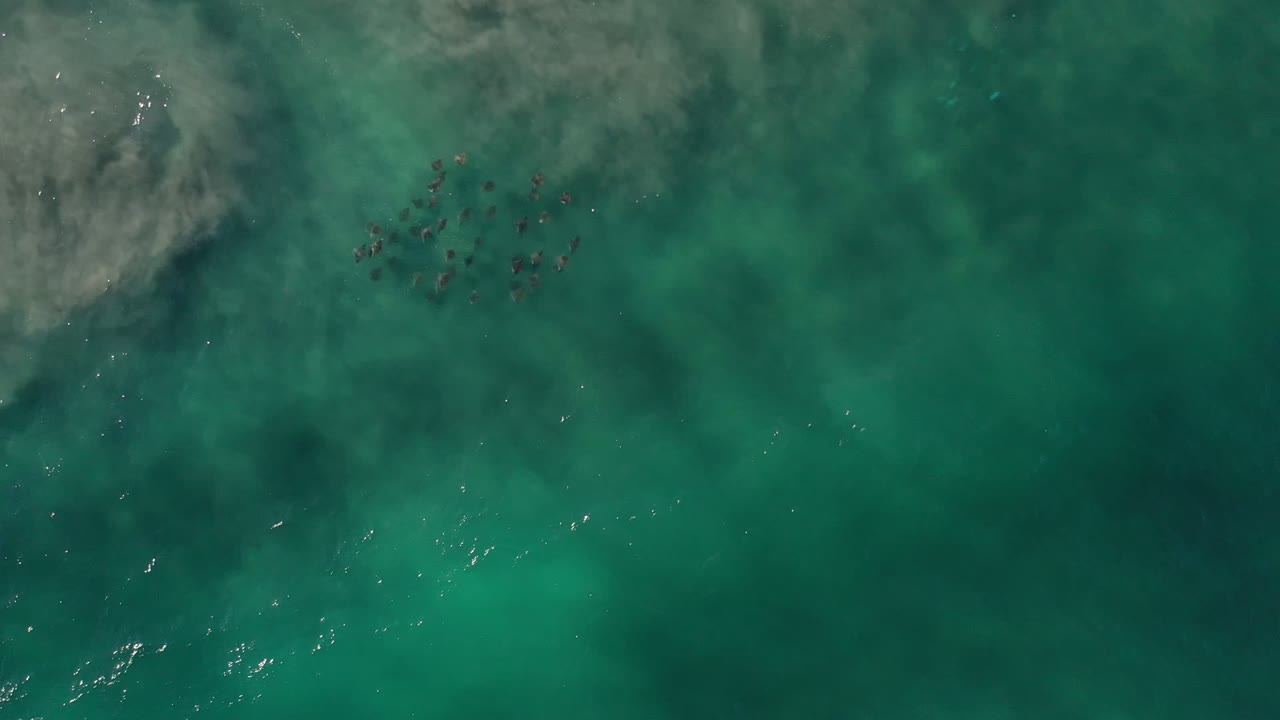 Overhead green shallow sea water with pale foam at the upper left.