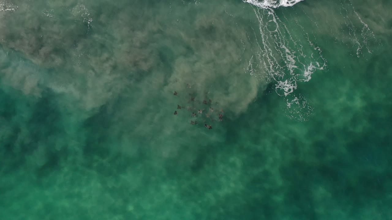 Aerial frame over Los Cabos, Mexico seawater where scattered fish sit under translucent green water and a narrow foam trail crosses near the top, with no visible people.