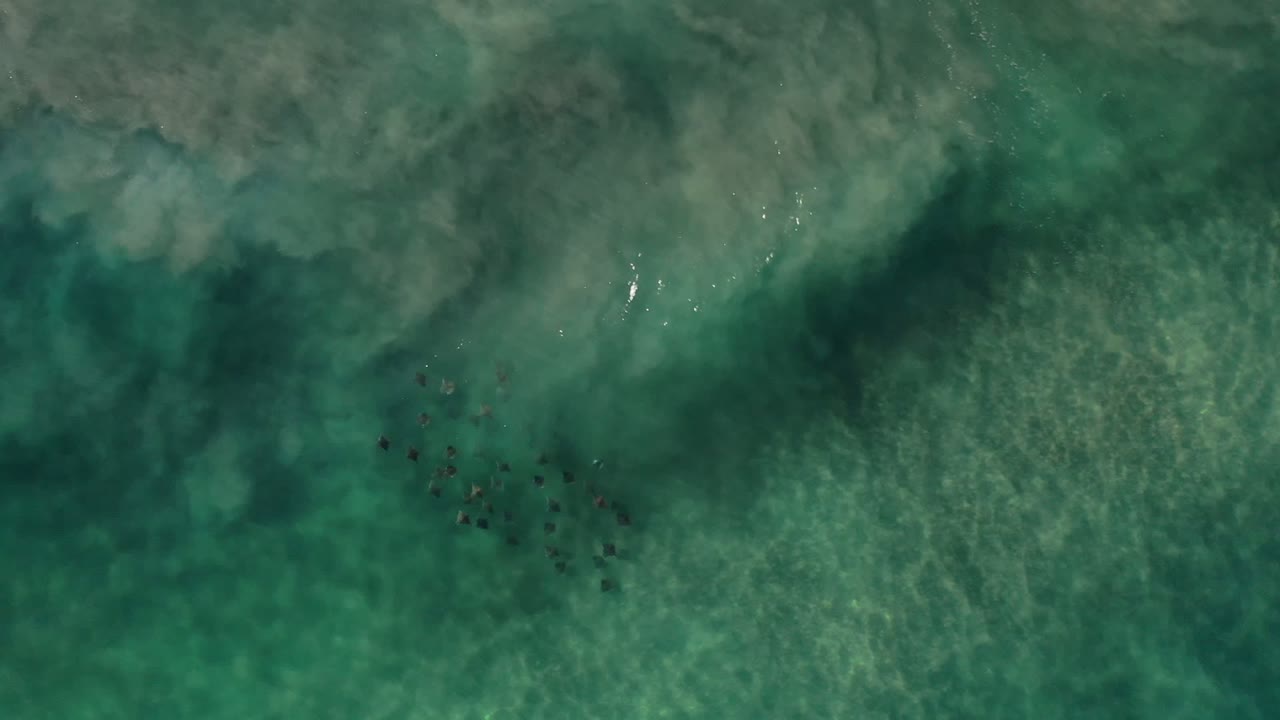 Overhead green ocean water with a small dark cluster of marine life.