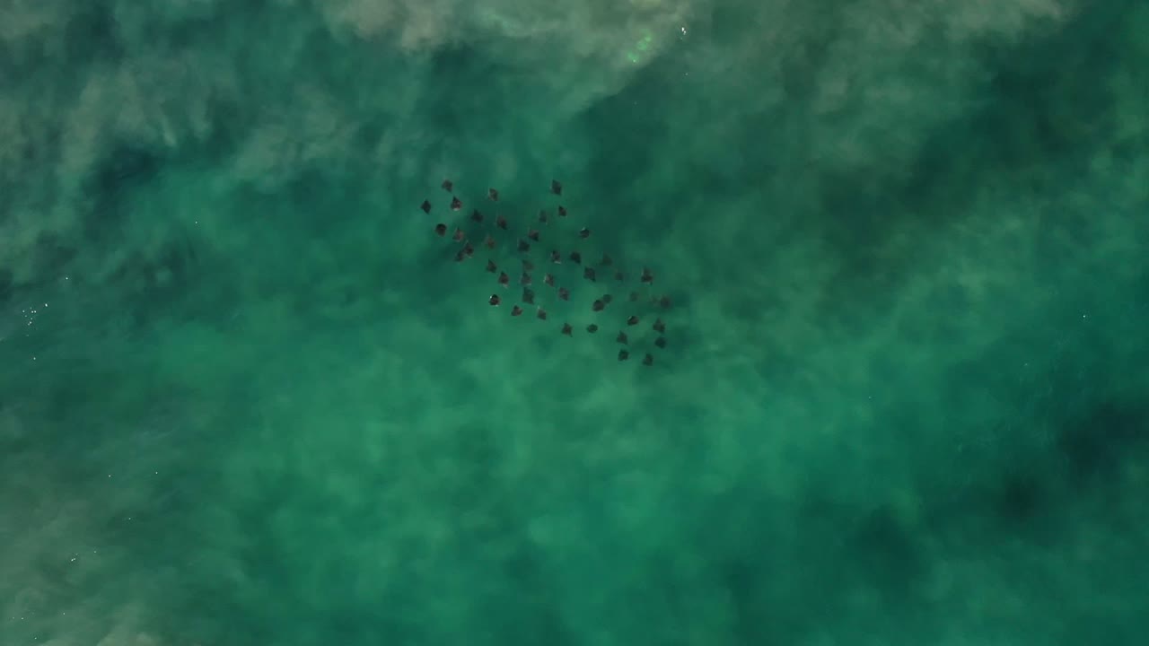 Dark aquatic lifeforms clustered in clear green water