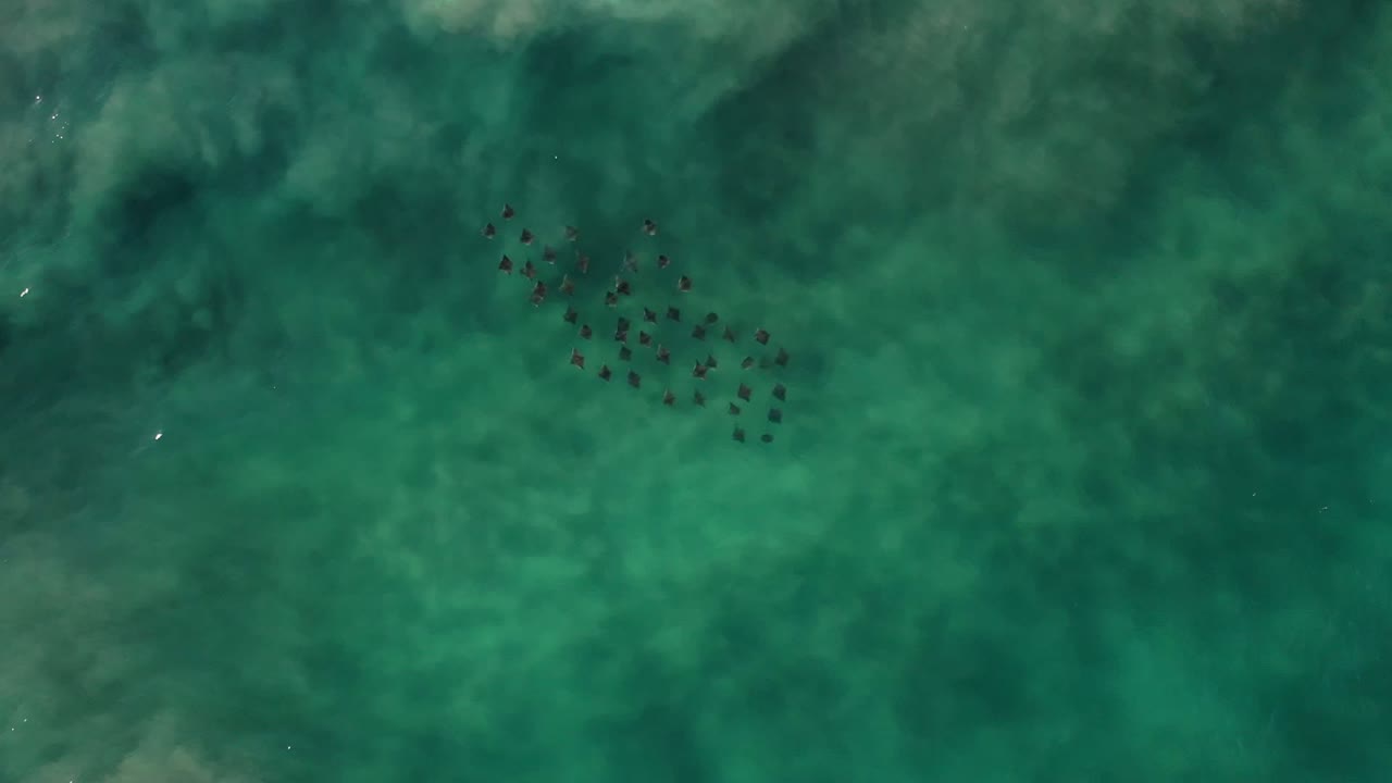 One second in, the dark group sits nearer the center of the overhead water view, with soft underwater texture and no visible people.
