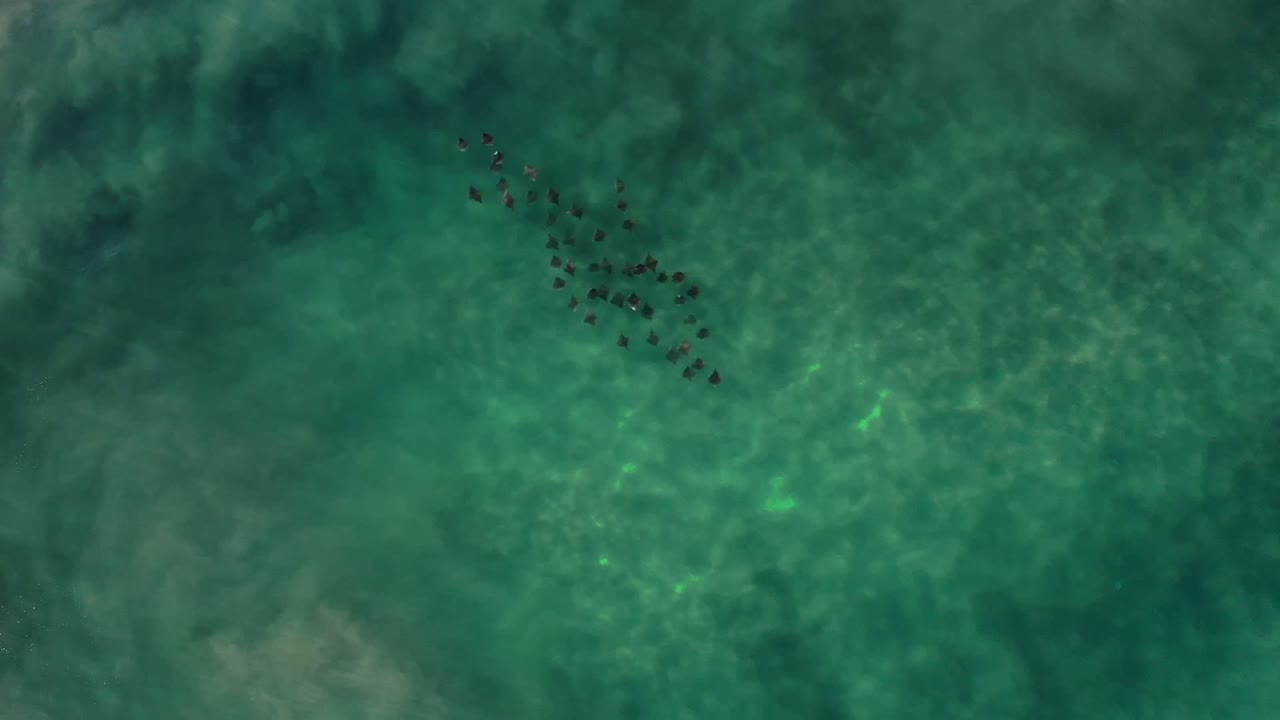 School of small fish over turquoise shallow water