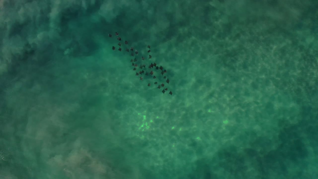 The fish school appears near the top of a clear green-turquoise water frame in Los Cabos, Mexico, with mottled light below and no visible people.