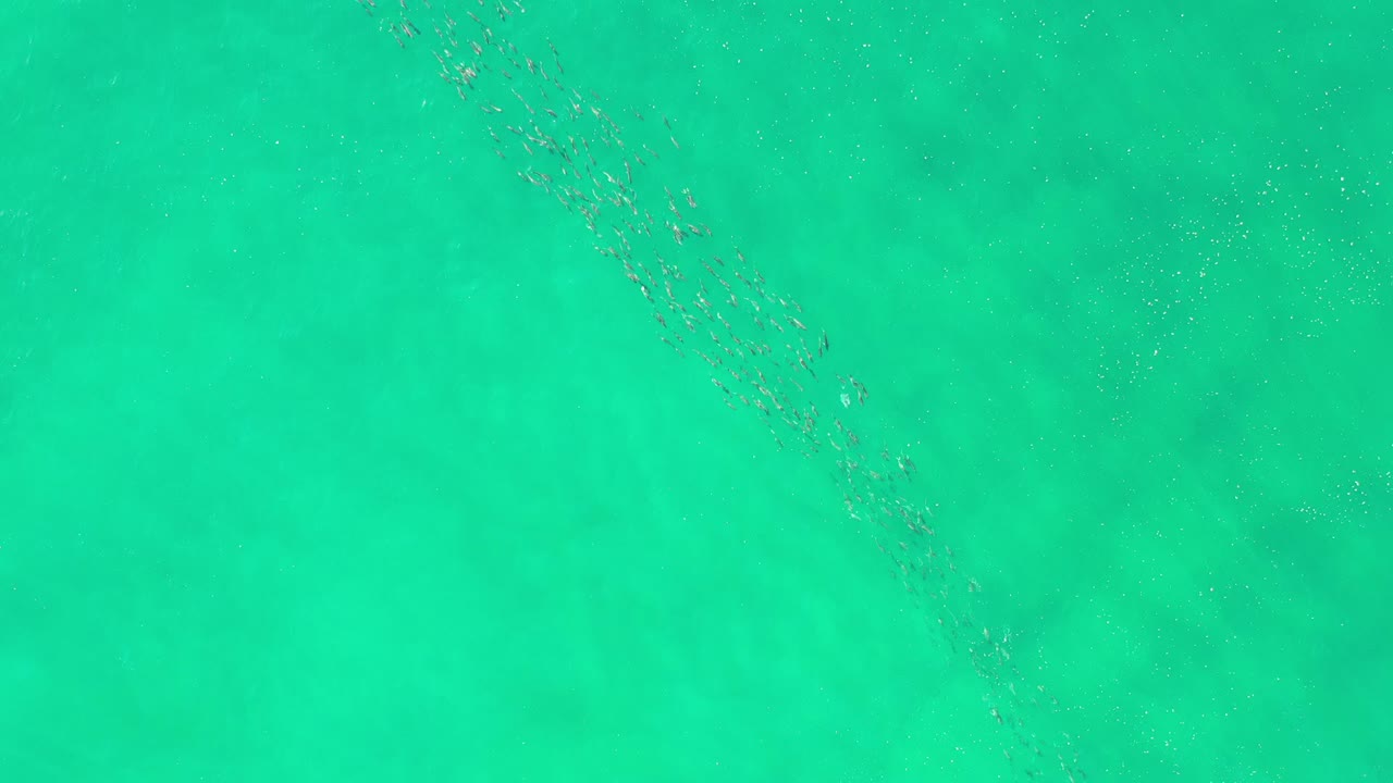 Loose school of small fish under turquoise water