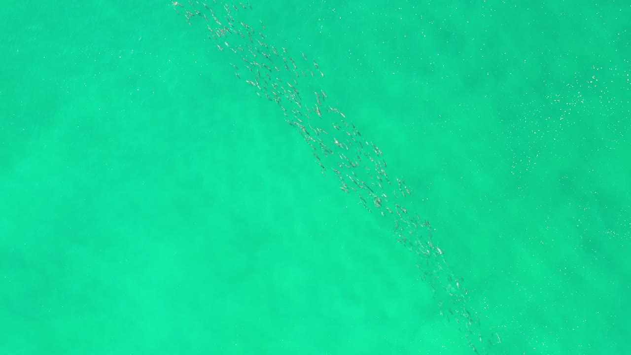 A thin diagonal trail of small fish crosses clear green-blue water in Los Cabos, Mexico, with no visible people.