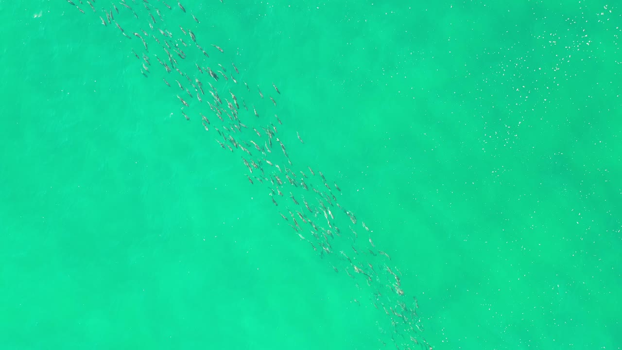 Small fish groups crossing turquoise water from an overhead view.