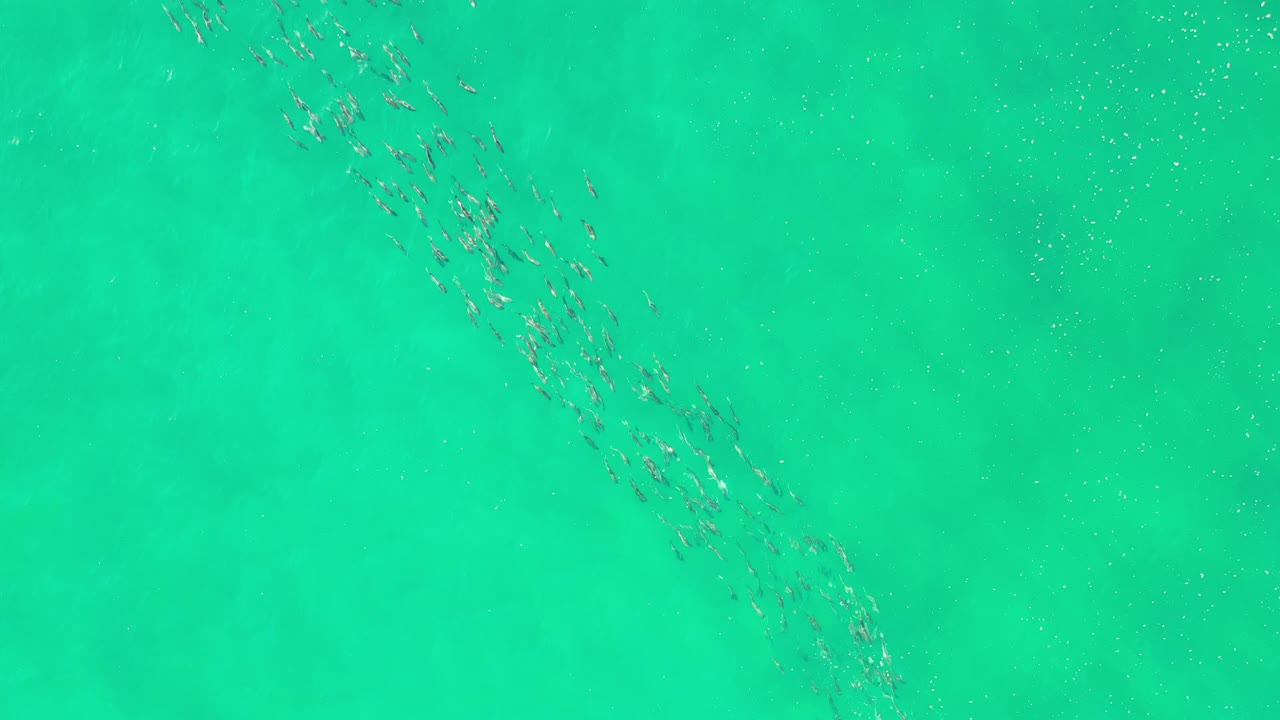 Top-down Los Cabos frame with a loose school of fish stretched across green-blue water and open water around it, with no visible people.