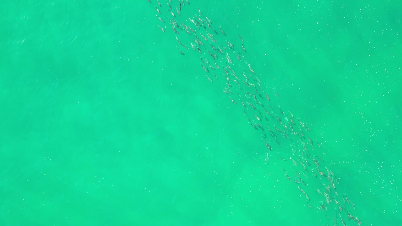 Small fish in clear green water