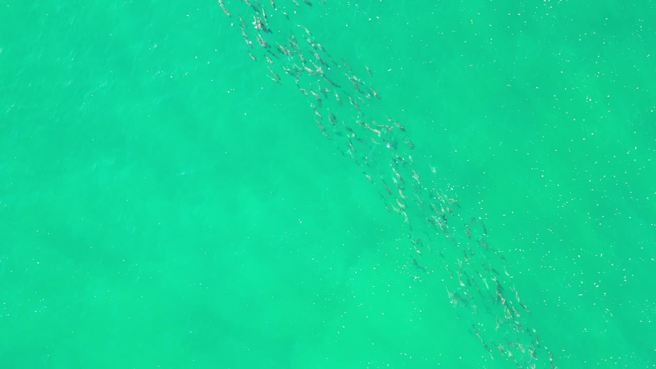 A loose school of small fish crosses the aquamarine frame near the upper left and center, with no visible people.