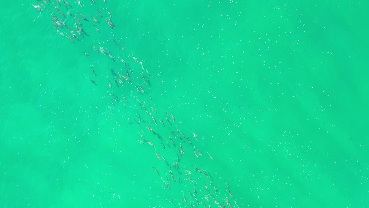 Small fish schooling in bright green ocean water.