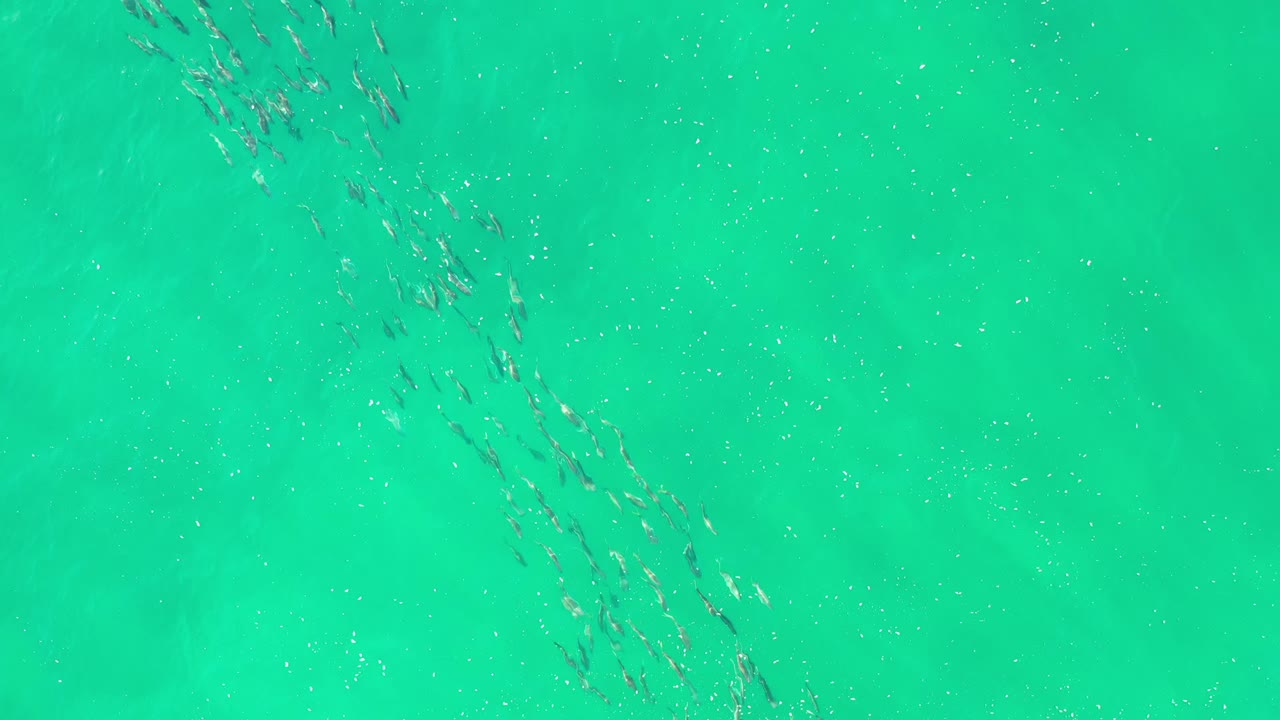 Small fish move through the center of a green Los Cabos water frame, with open water around the school and no visible people.
