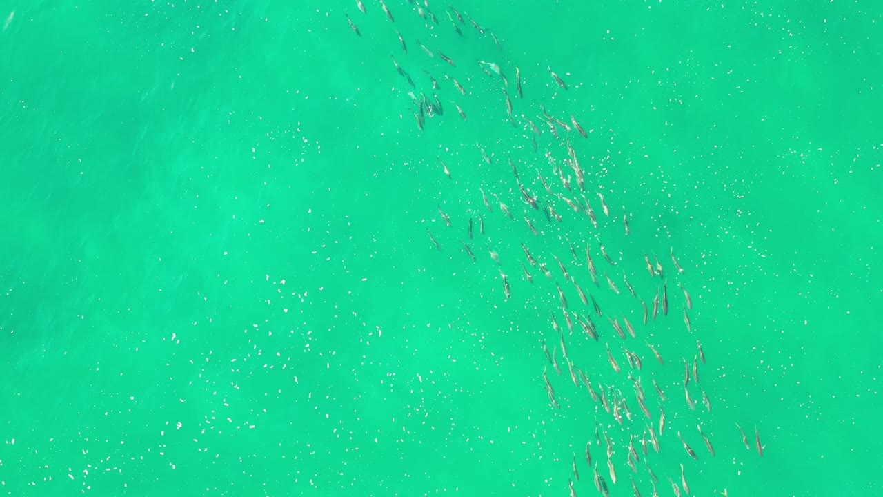 School of fish in bright turquoise water