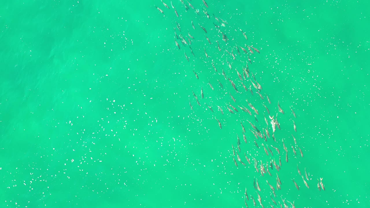 Overhead frame of a larger fish group crossing the center-left area of green-blue water in Los Cabos, Mexico, with no visible people.